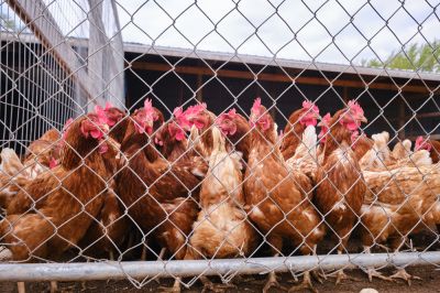 Install a Livestock Fence to Contain Animals!