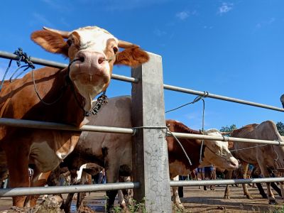 Protect the Livestock with a Livestock Fence Installation!