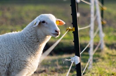 Get a Livestock Fence Installed Made of a Variety of Materials!