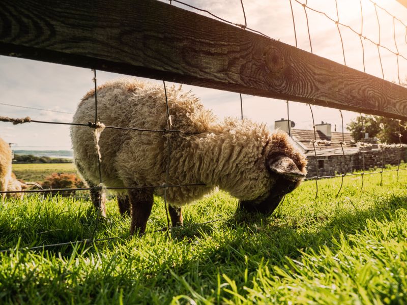 Livestock Fence Installation