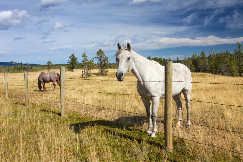 Livestock Fence Installation