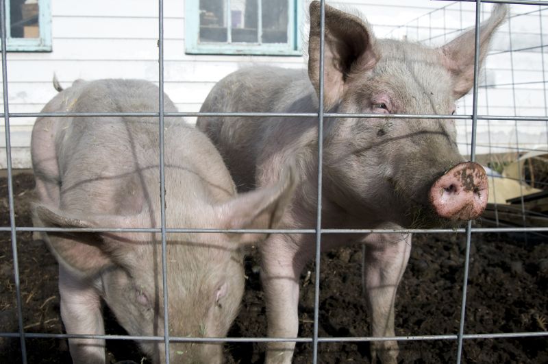 Livestock Fence Installation
