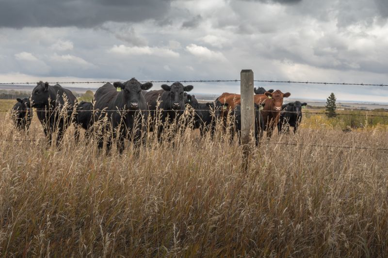 Livestock Fence Installation