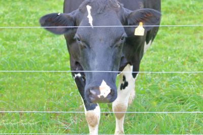 Add Value to the Property and Improve Aesthetics with a Livestock Fence Installation!